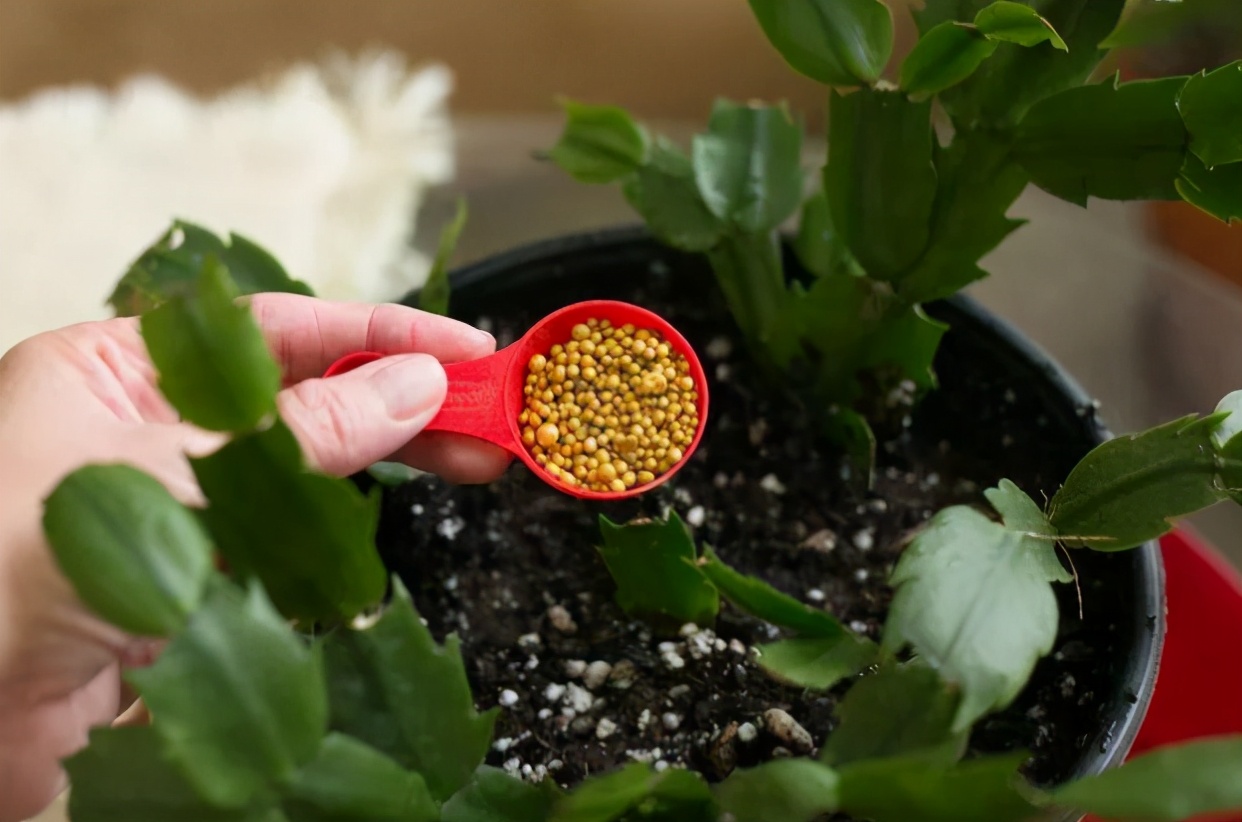 养花为什么要施肥施什么肥掌握施肥要点合理选择购买肥料