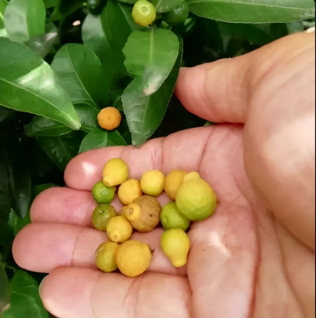 柑橘落果柑橘的正常落果一共有三次,幼果期有两次生理落果,最后一次是