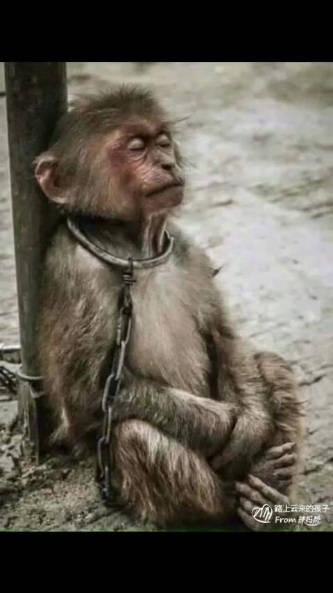 一个中年猴子,表演完很累,中场休息时,靠着柱子闭目养神!