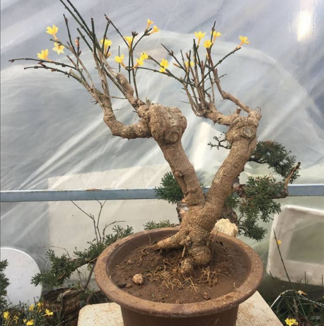 1000万元迎春花盆景(1000万元迎春花盆景图片)