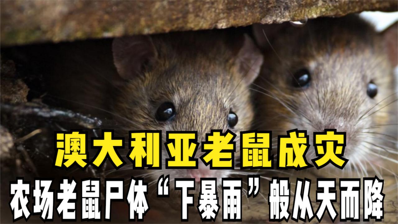 澳大利亚老鼠成灾,农场老鼠尸体"下暴雨"般从天而降