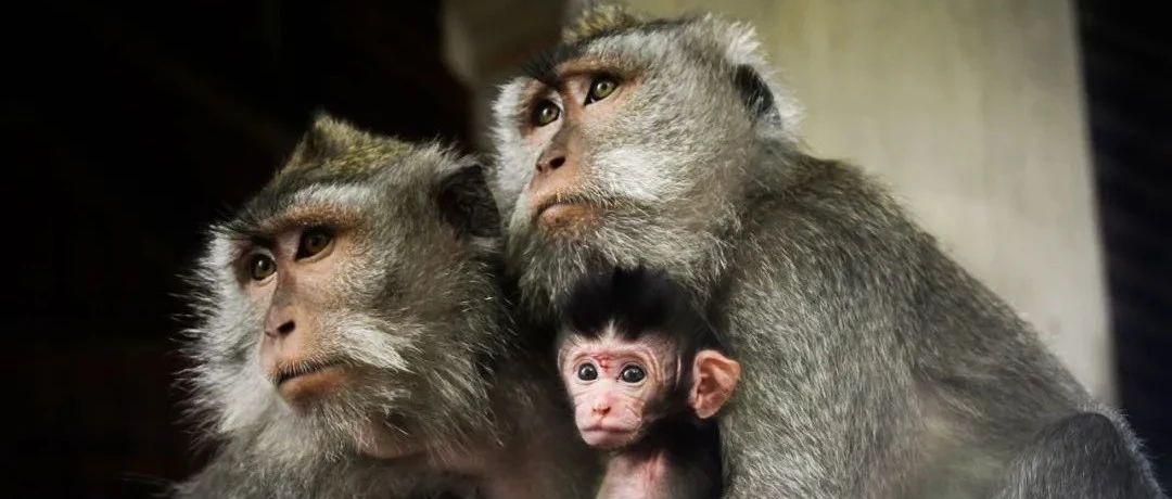 科学大家 | 人-猴嵌合体:培育人类器官又向前跨越一小步|干细胞_新浪新闻