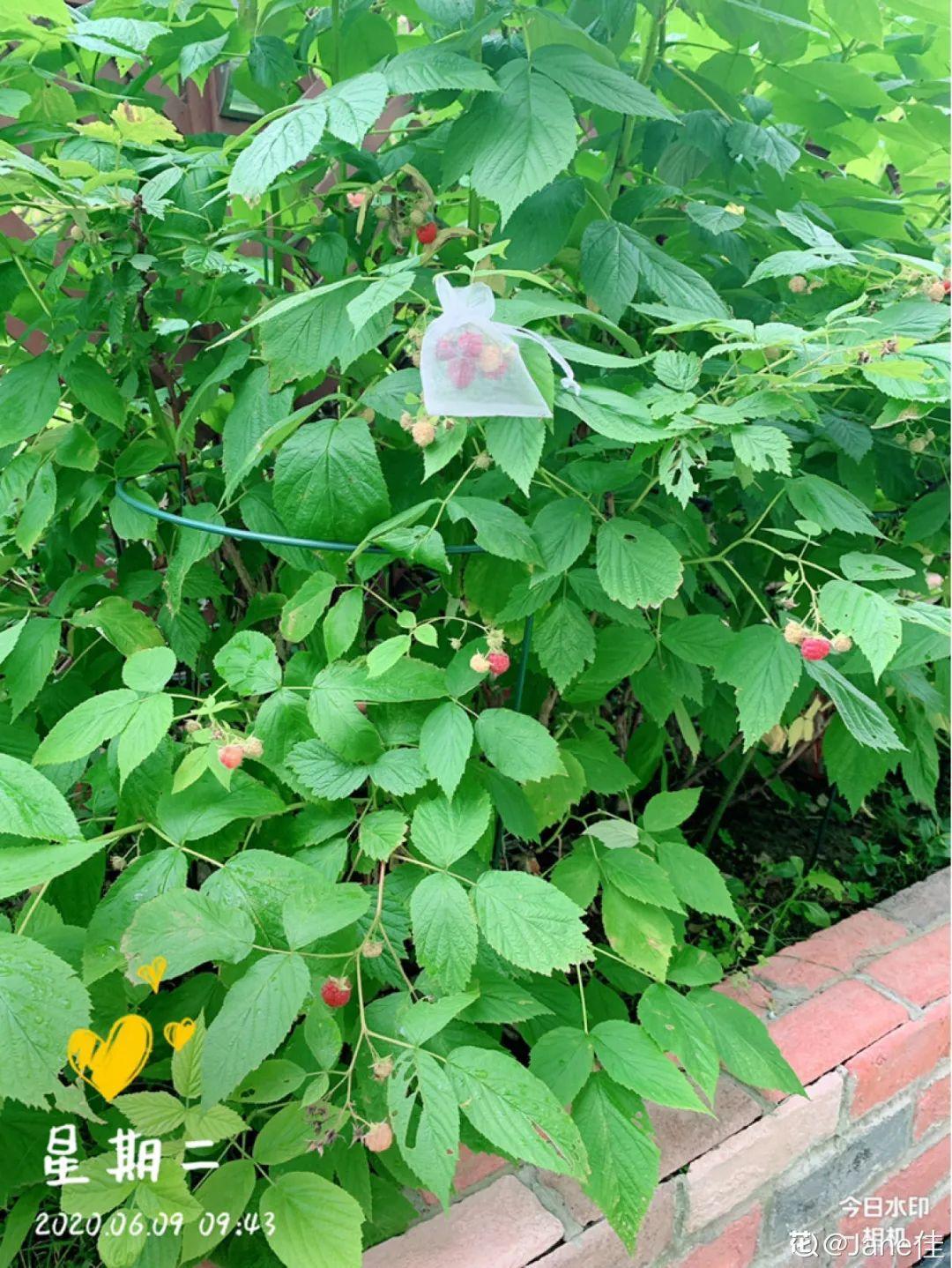 家里种棵树莓,越晒结果子越多,满树红彤彤!休闲区蓝鸢梦想 - Www.slyday.coM 家里种棵树莓,越晒结果子越多,满树红彤彤!休闲区蓝鸢梦想 - Www.slyday.coM