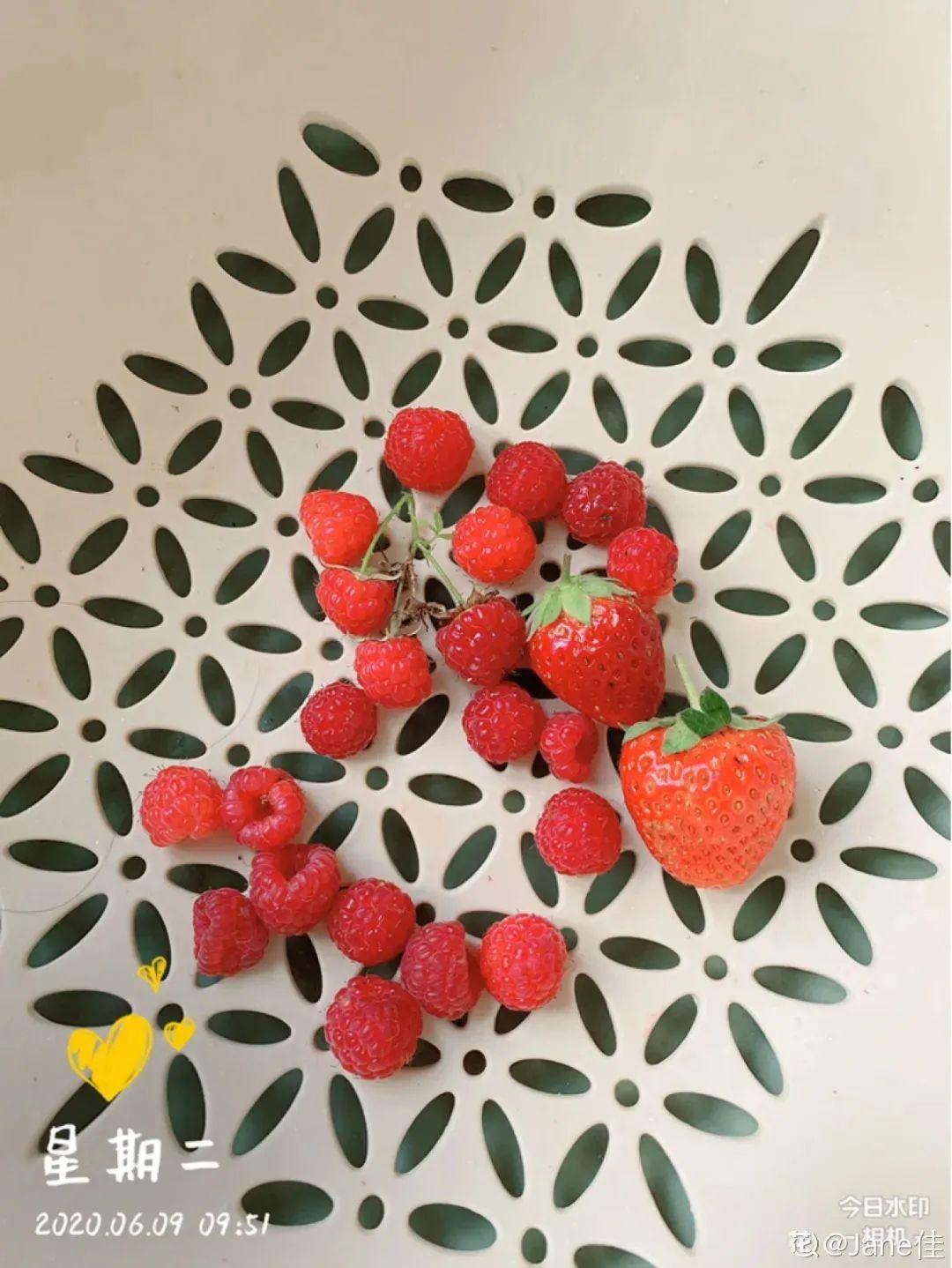 家里种棵树莓,越晒结果子越多,满树红彤彤!休闲区蓝鸢梦想 - Www.slyday.coM 家里种棵树莓,越晒结果子越多,满树红彤彤!休闲区蓝鸢梦想 - Www.slyday.coM