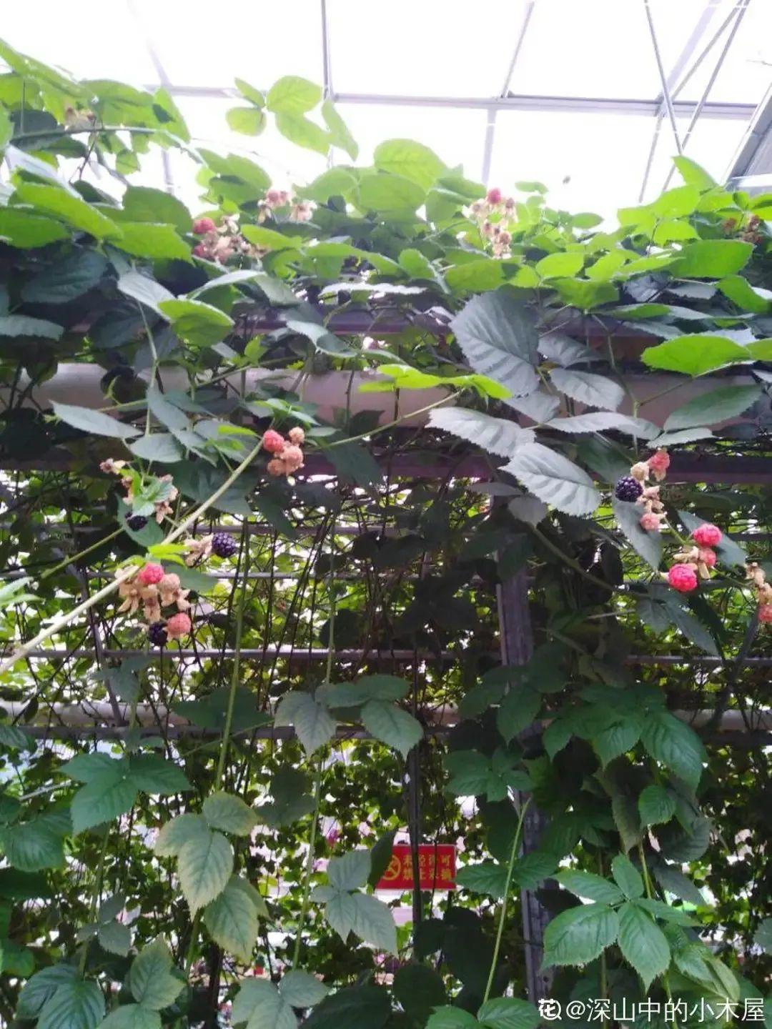 家里种棵树莓,越晒结果子越多,满树红彤彤!休闲区蓝鸢梦想 - Www.slyday.coM 家里种棵树莓,越晒结果子越多,满树红彤彤!休闲区蓝鸢梦想 - Www.slyday.coM