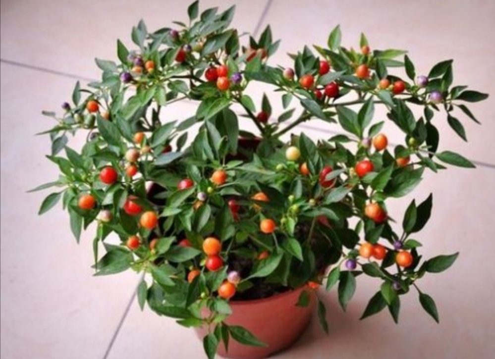 冬珊瑚果实成熟,红彤彤的挂满枝头,好喜庆!|植株|落果|壤土_新浪新闻