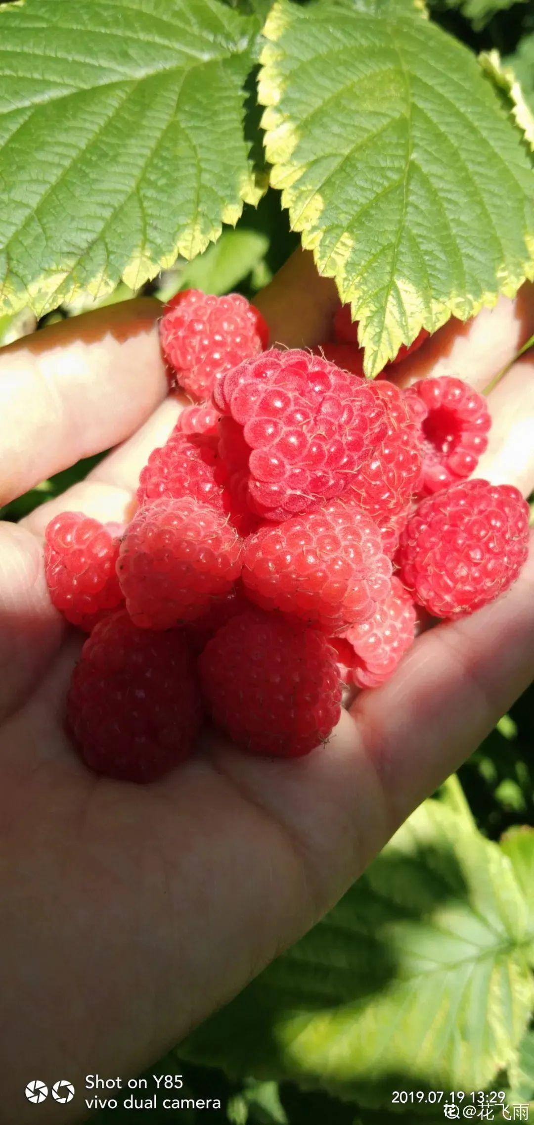 家里种棵树莓,越晒结果子越多,满树红彤彤!休闲区蓝鸢梦想 - Www.slyday.coM 家里种棵树莓,越晒结果子越多,满树红彤彤!休闲区蓝鸢梦想 - Www.slyday.coM