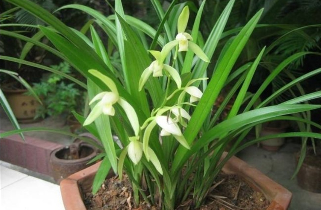 家中养兰花掌握好6个养护细节长得健壮姿态美