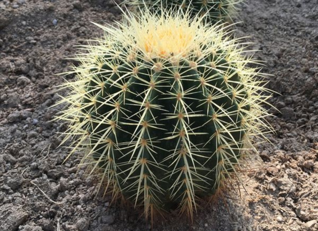 家中养1种植物株型浑圆碧绿雍容华贵观赏性强