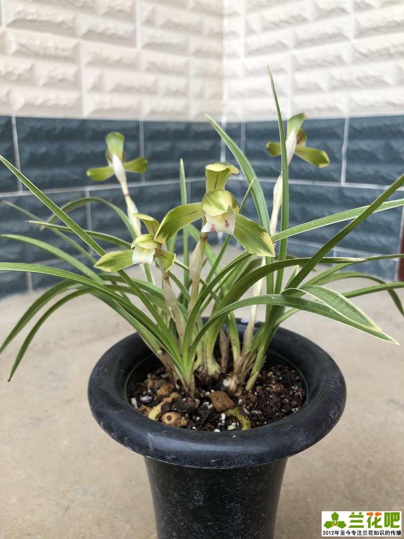 兰花把香味当礼物馈赠,养兰人一日看三回,希望花开得早|兰花|香味