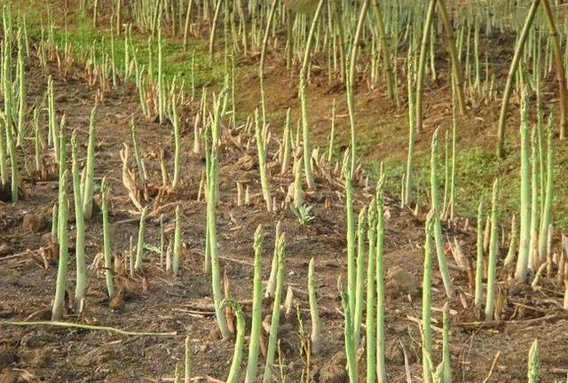 芦笋|白芦笋|嫩鲜_新浪新闻