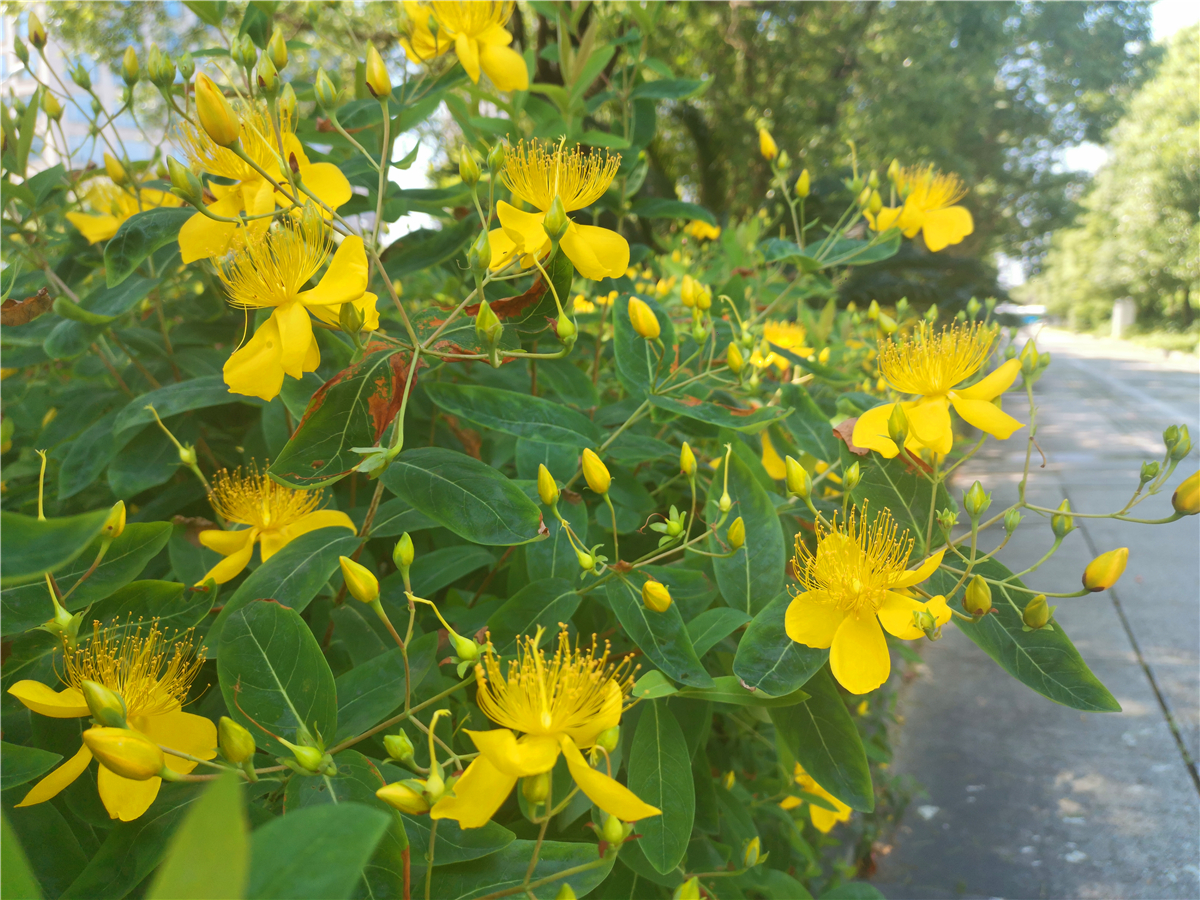 美丽吉安:井冈山大道金丝桃花开烂漫 娇艳迷人|金丝|井冈山|吉安_新浪