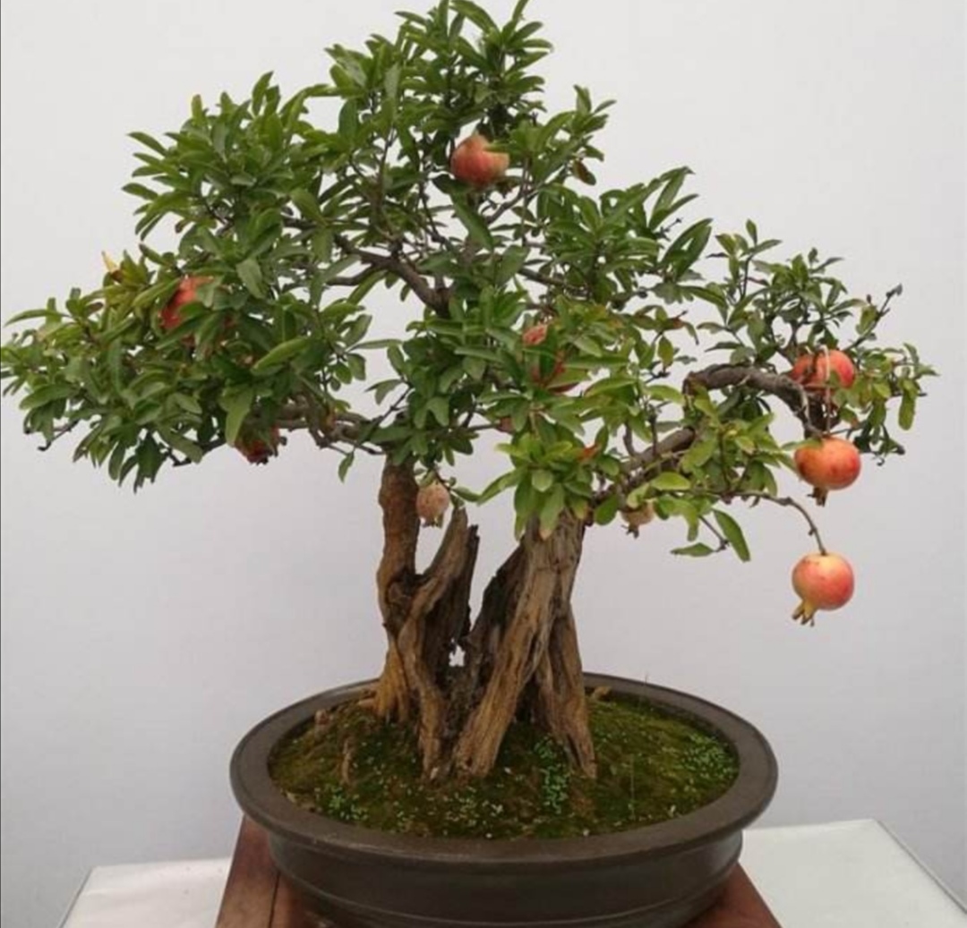 1,栽植土壤盆栽石榴宜选用排水,透气良好花盆,有利石榴生长.