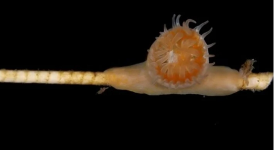 73亿年前"活化石"在海底复活