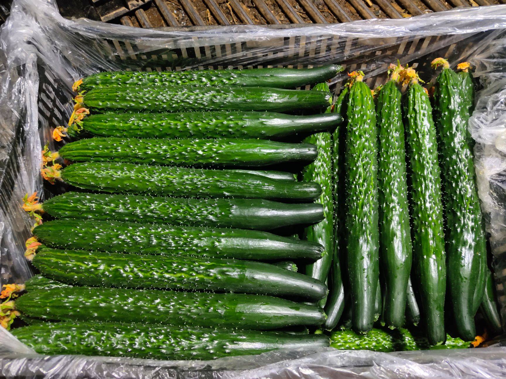 买黄瓜别老挑笔直的,牢记5点,避开"激素黄瓜",再也不瞎买了