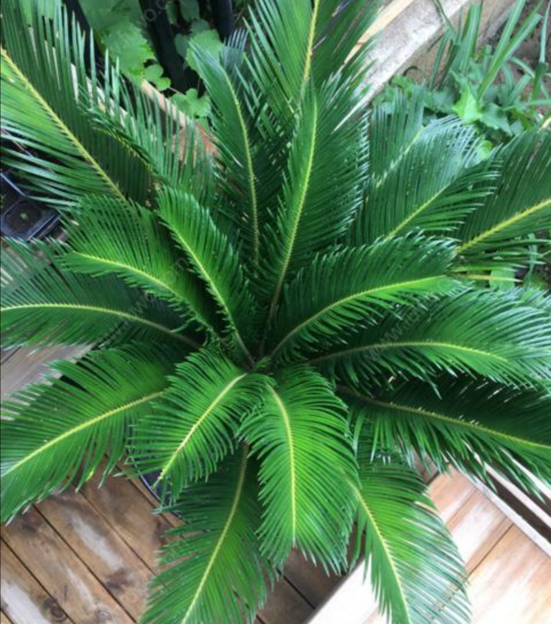 庭院养盆苏铁株形优美针叶青翠观赏性强