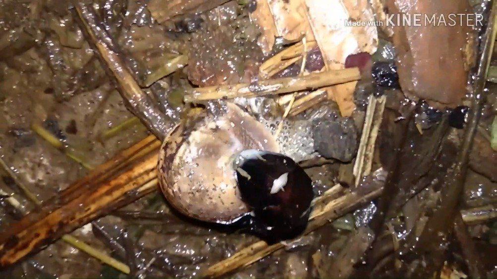 吃蜗牛的萤火虫