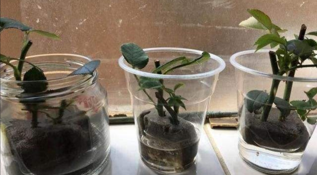 扦插花卉，用1块海绵就能快速生根，方法很简单！