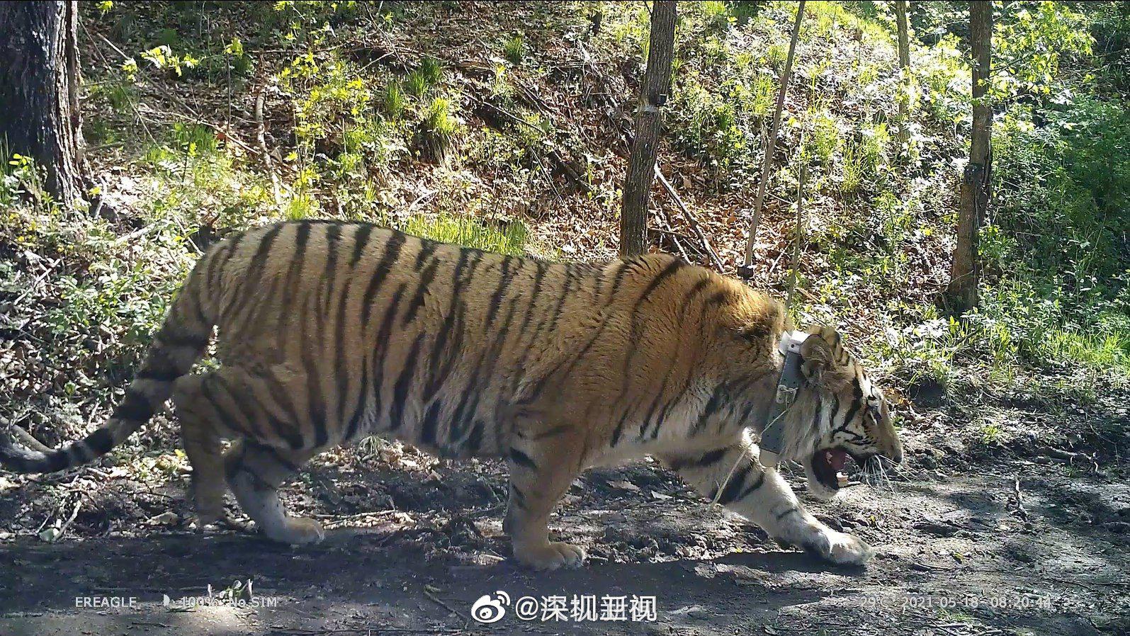 进村东北虎放归自然|黑龙江省|穆棱市|林业局_新浪新闻