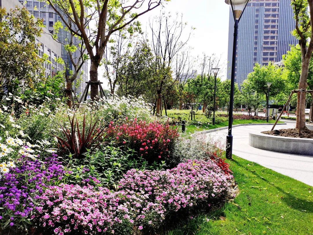 探索爬藤月季春鹃普陀这条景观道路花开正艳