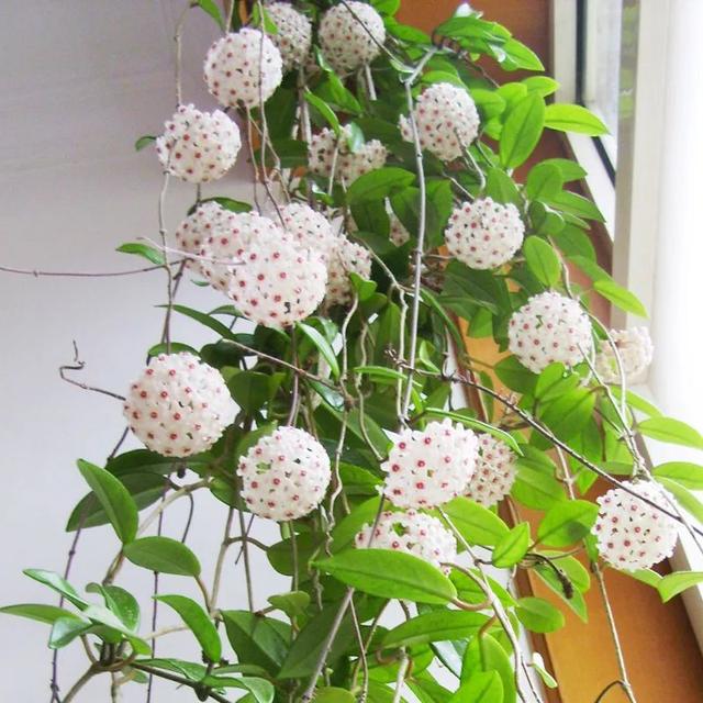 球兰的适应能力好,耐阴性也很好,它开花时花色淡雅,外形独特,具有很强