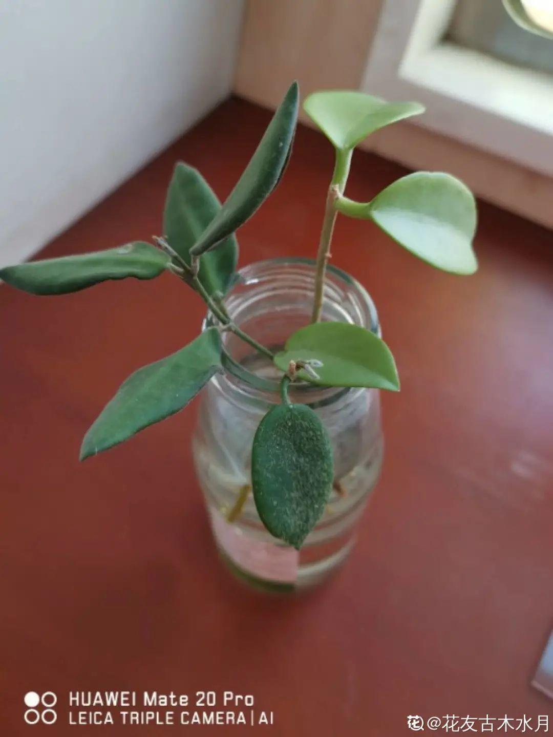 也可以试试继续水培,竟然有花友养的水培球兰都开花了呢,真厉害!