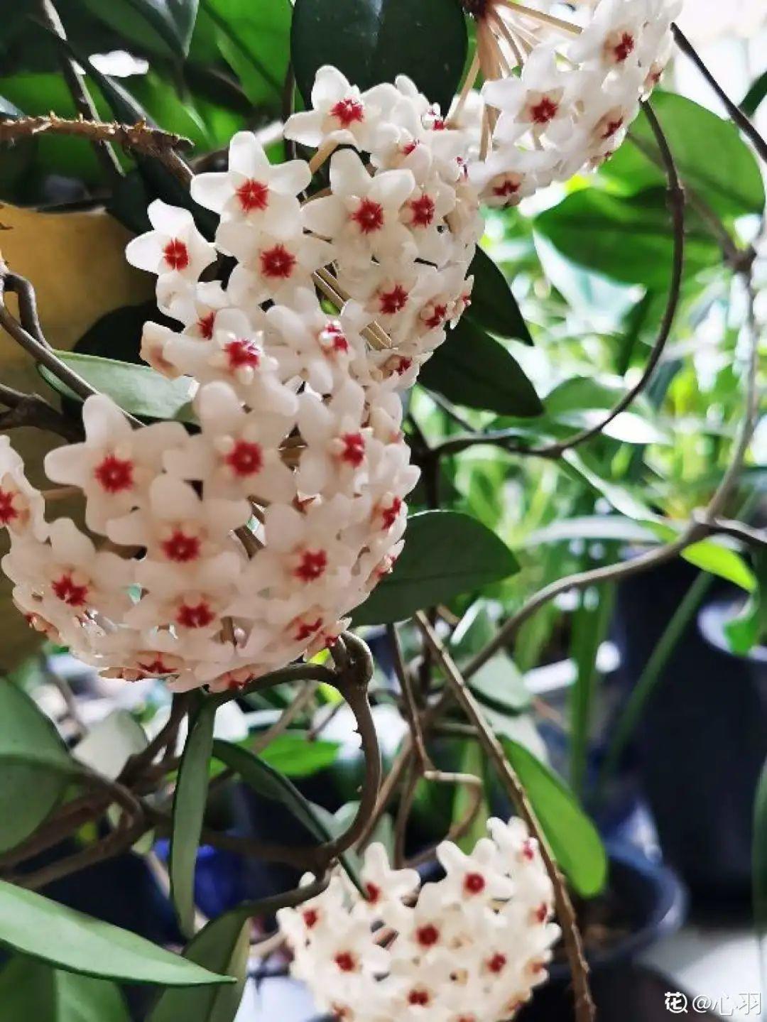 球兰这花特耐阴光不好也能爬满墙年年开花年年香