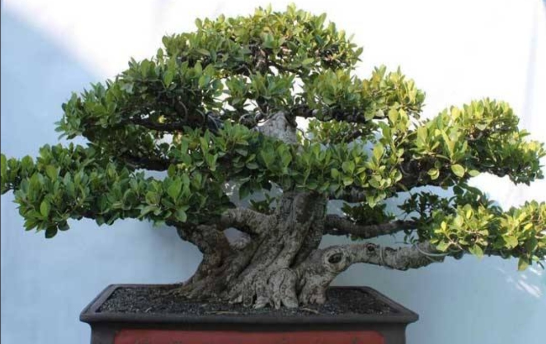 养榕树盆景掌握3种修剪小技巧枝叶造型更有层次感