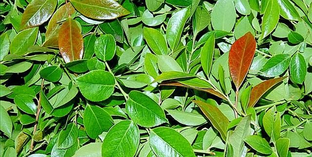 大听雨教你做清香四溢的乌叶水乌饭乌饭粑粑