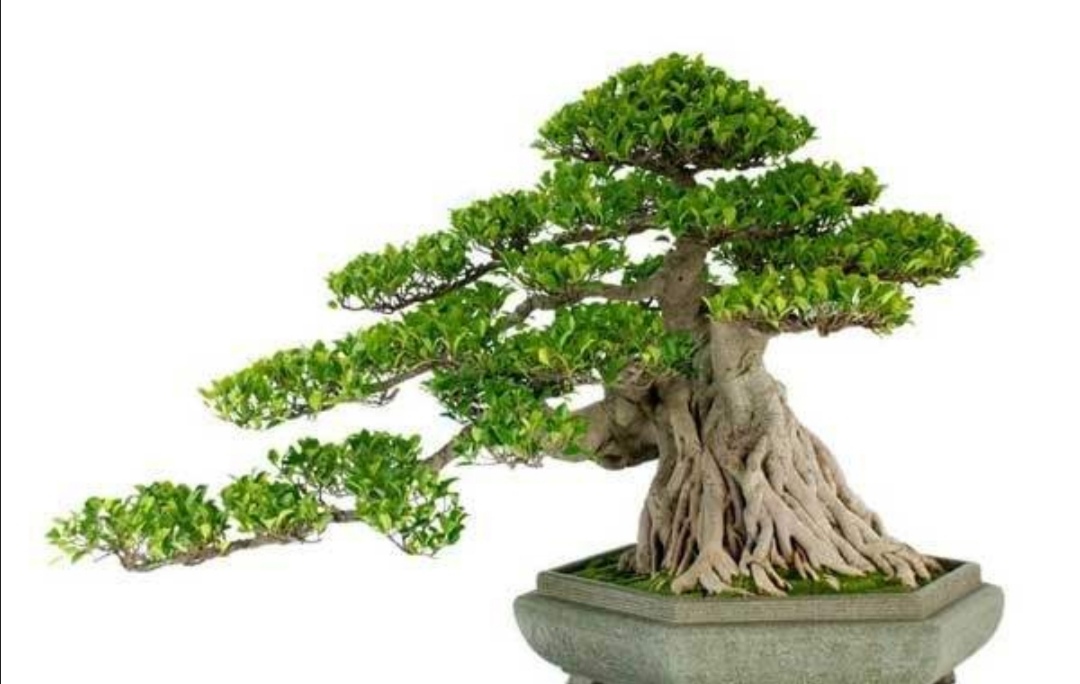 养榕树盆景掌握3种修剪小技巧枝叶造型更有层次感