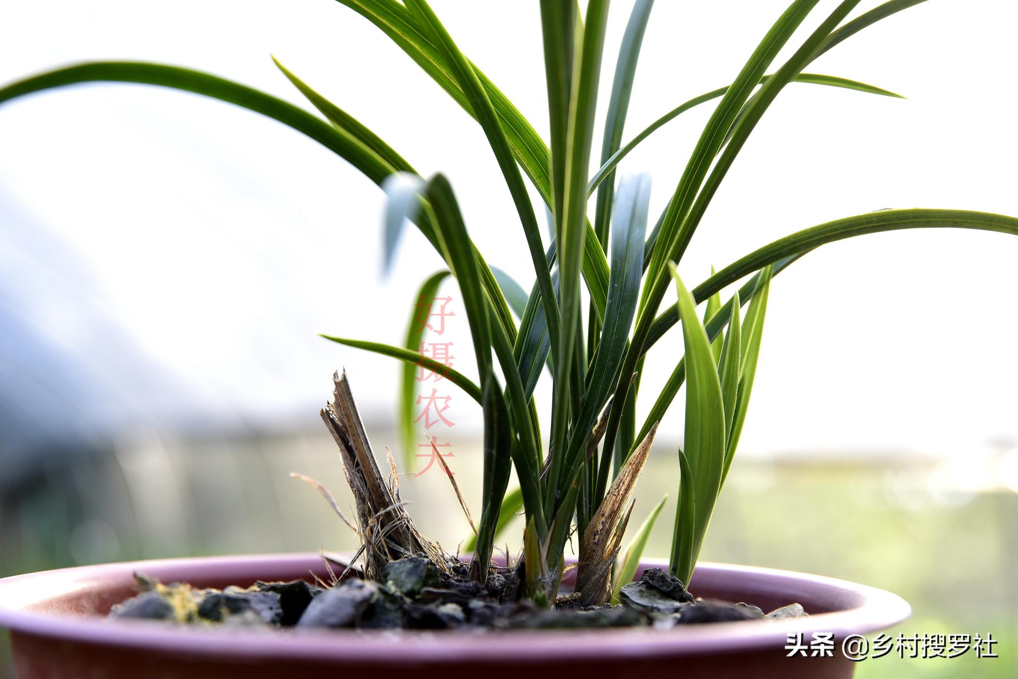 五月份的兰花最怕什么?施肥操作不当,15天兰花根烂苗枯|兰花|兰友|烂根_新浪新闻
