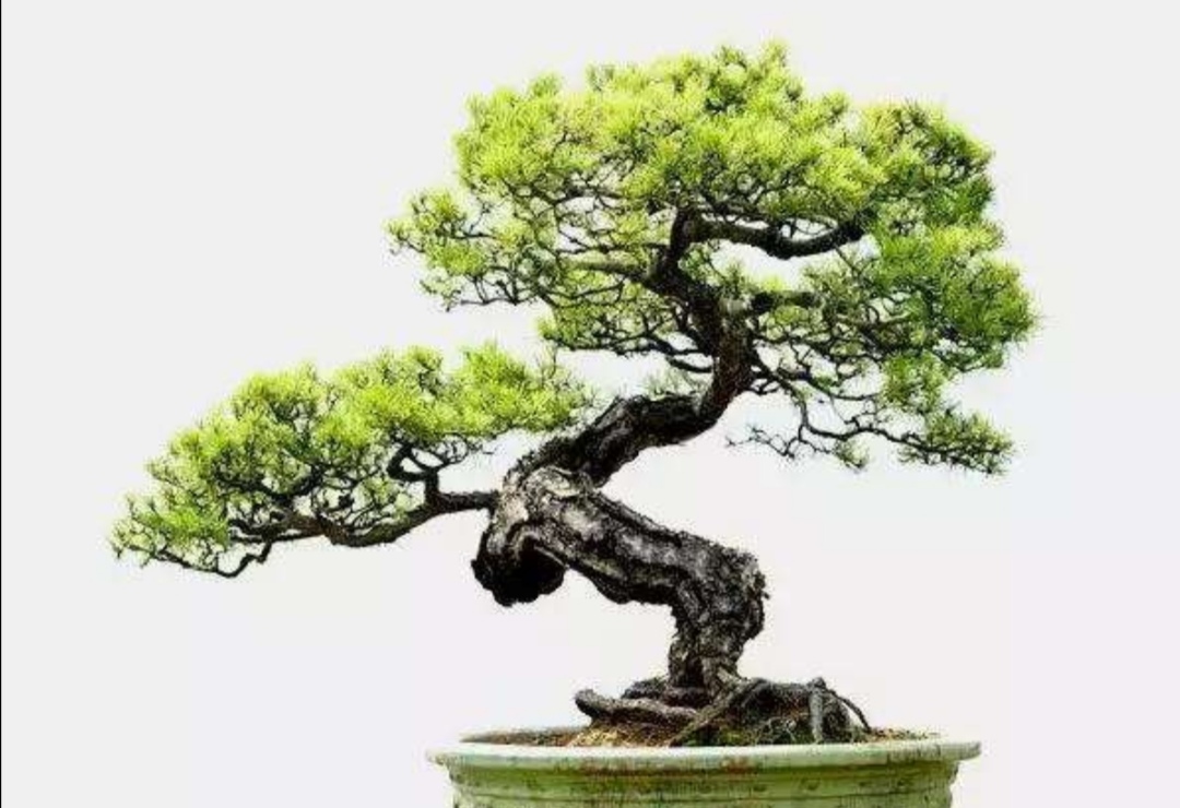 野外的山松苍劲古朴做成盆景后该如何正确养护