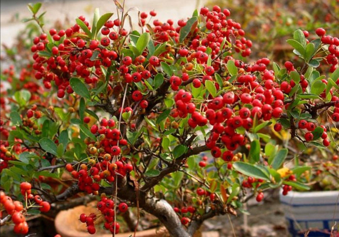 野外火棘做成盆景满树晶莹剔透的红艳效果比花还美