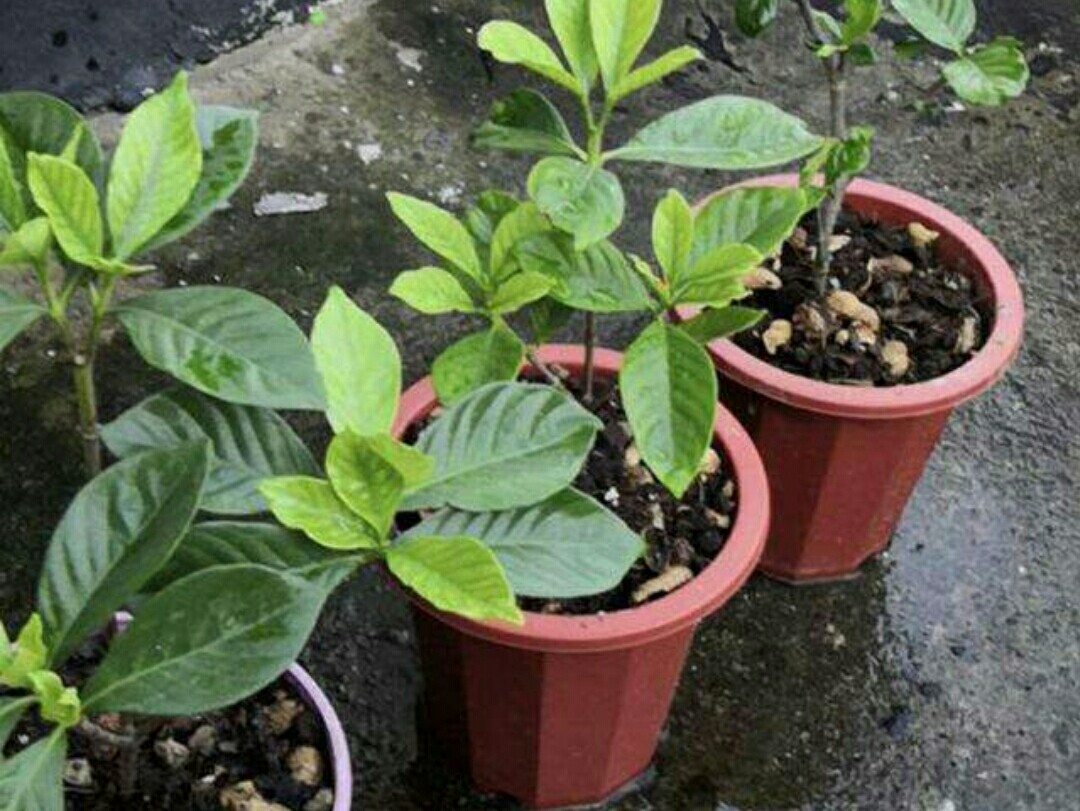 养花盆土出现结板，将直接影响花卉生长，该如何解决？休闲区蓝鸢梦想 - Www.slyday.coM