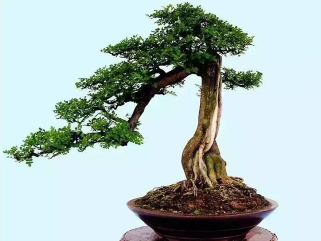 养榕树盆景掌握3种修剪小技巧枝叶造型更有层次感