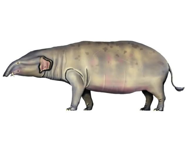 重兽肩部高约2米,体重约2吨,已经具有一些现代象类的头后骨骼的特征