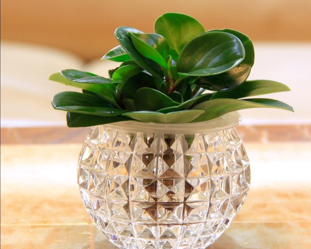 电脑桌上摆一盆小绿植即清新又美观还能缓解眼疲劳