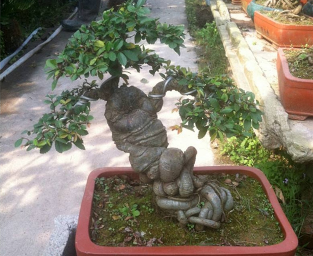野外的榆树疙瘩简单的加工处理就成古朴美观盆景