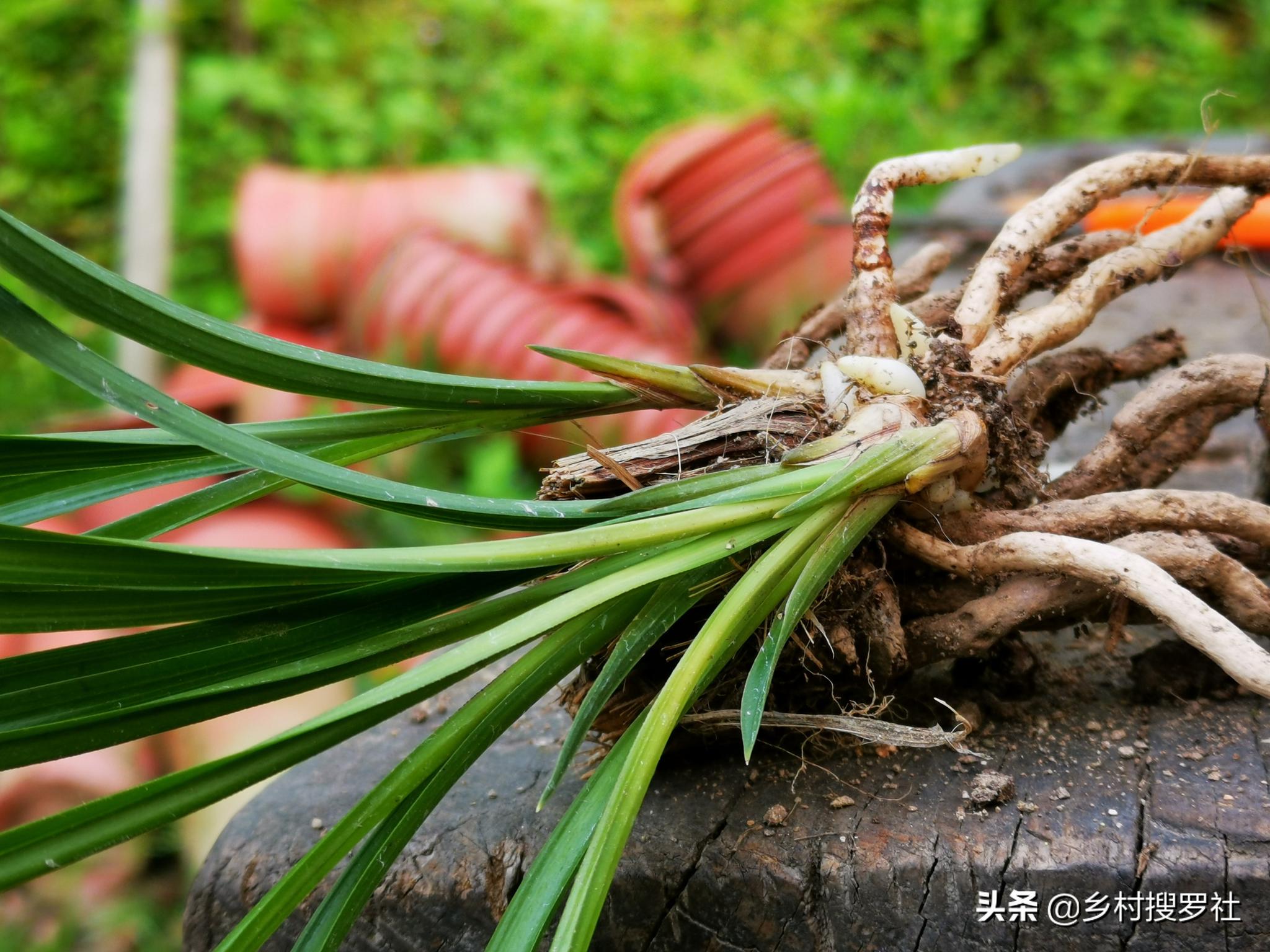 五月份的兰花最怕什么?施肥操作不当,15天兰花根烂苗枯|兰花|兰友|烂根_新浪新闻