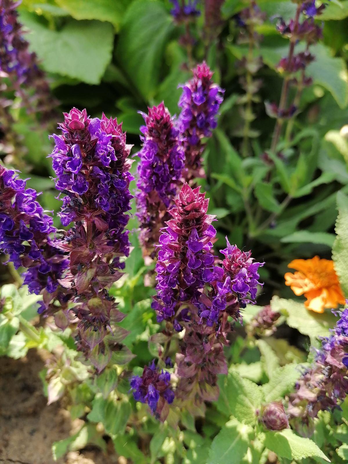 这5种香水花香气扑鼻不仅能驱虫还能舒心安神