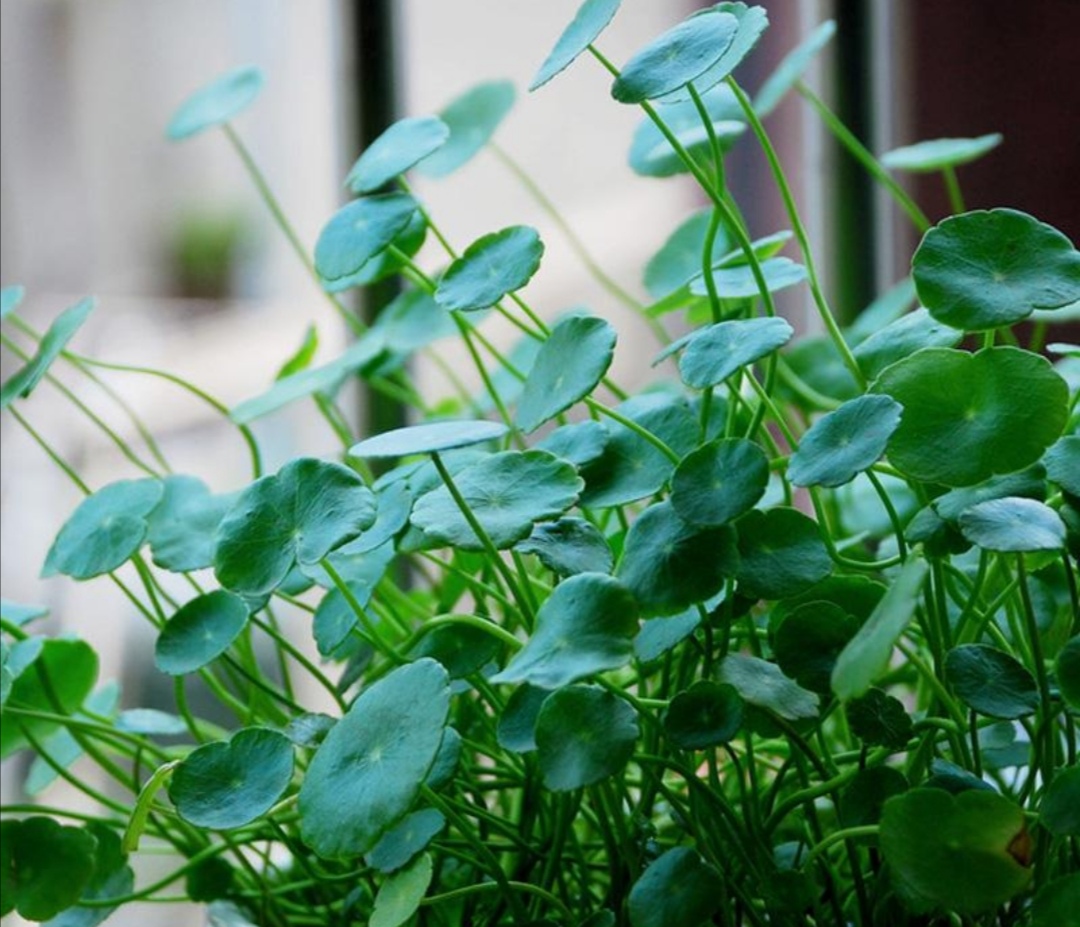 养铜钱草,掌握好5个养护技巧,叶子长得又圆又大!|铜钱草|植株|养护_新