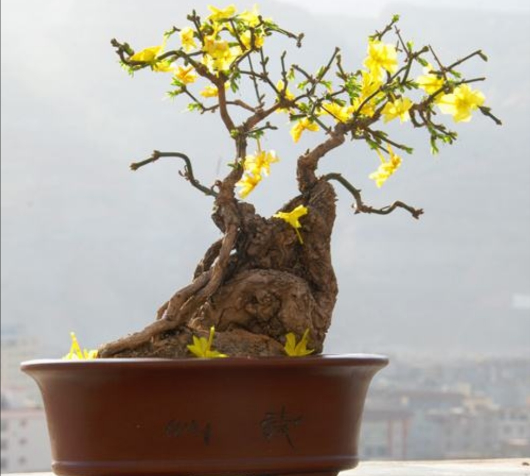 迎春花盆景,现在起施1种肥,花期开花又多又艳