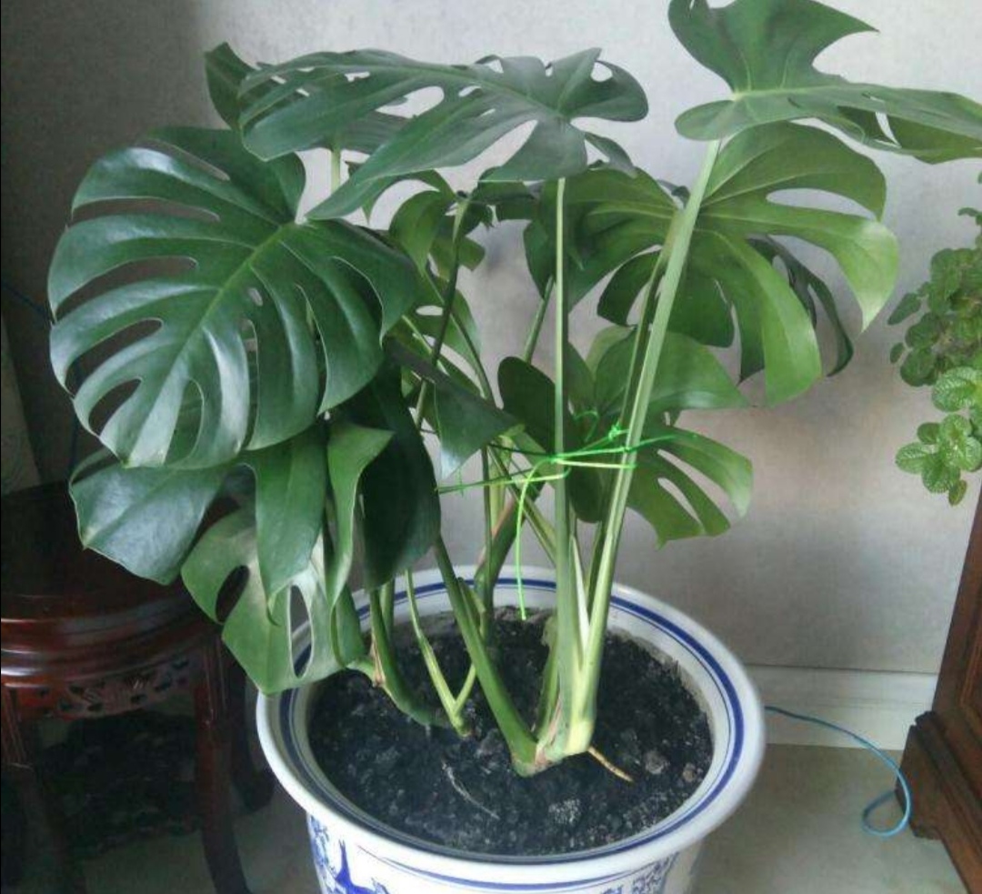 你养的龟背竹开花吗?龟背竹开花,要满足这4个养护条件!
