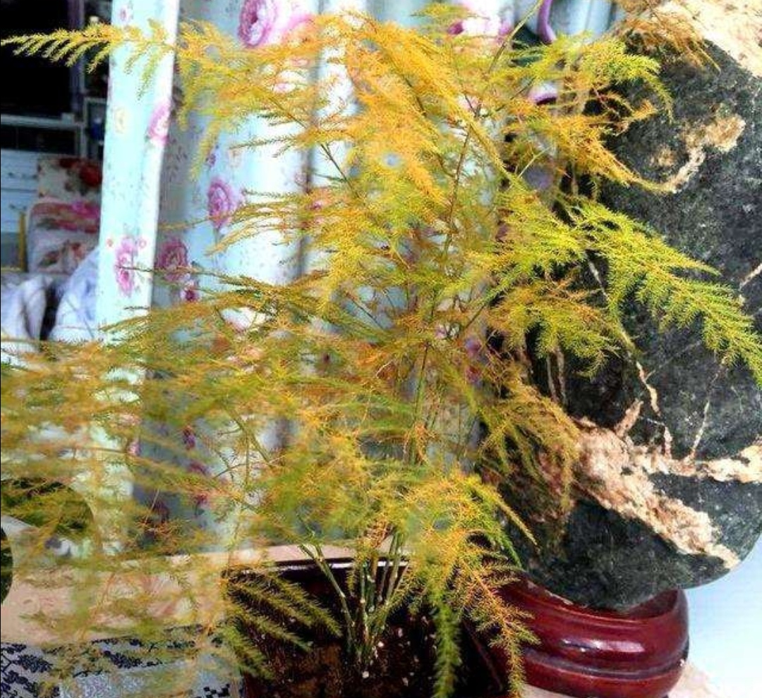 文竹常发生枝叶枯黄大多是这几方面造成的应及时解决