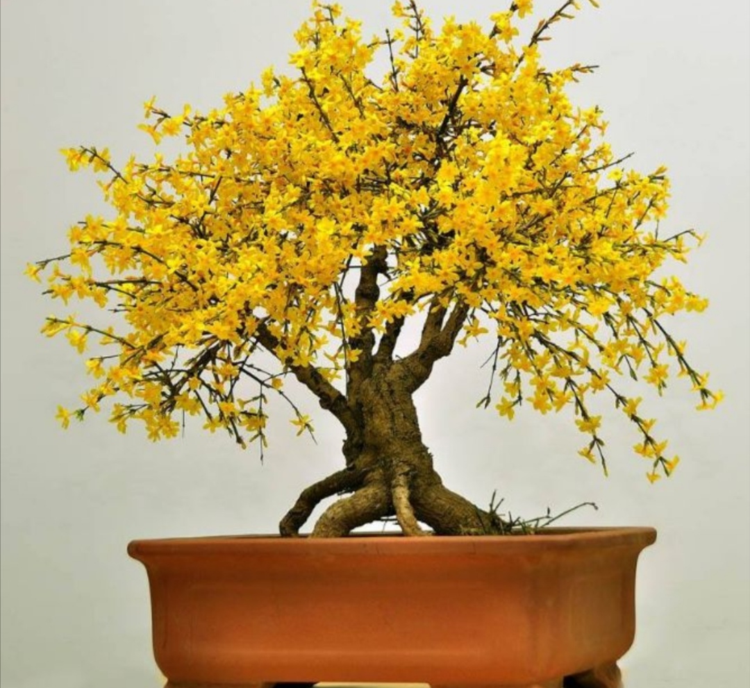 迎春花盆景,现在起施1种肥,花期开花又多又艳