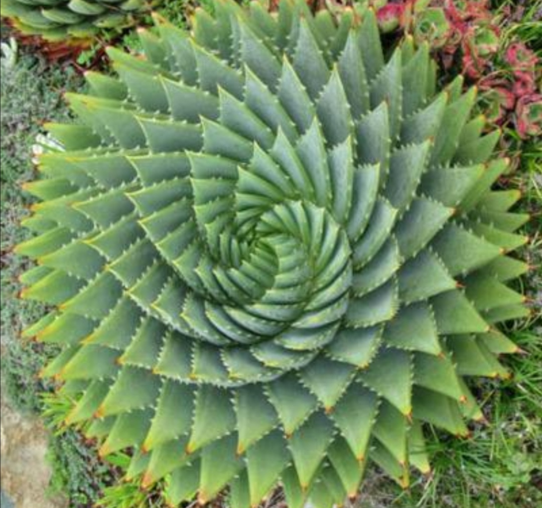 这种芦荟价格昂贵最长能活50年但非常好养