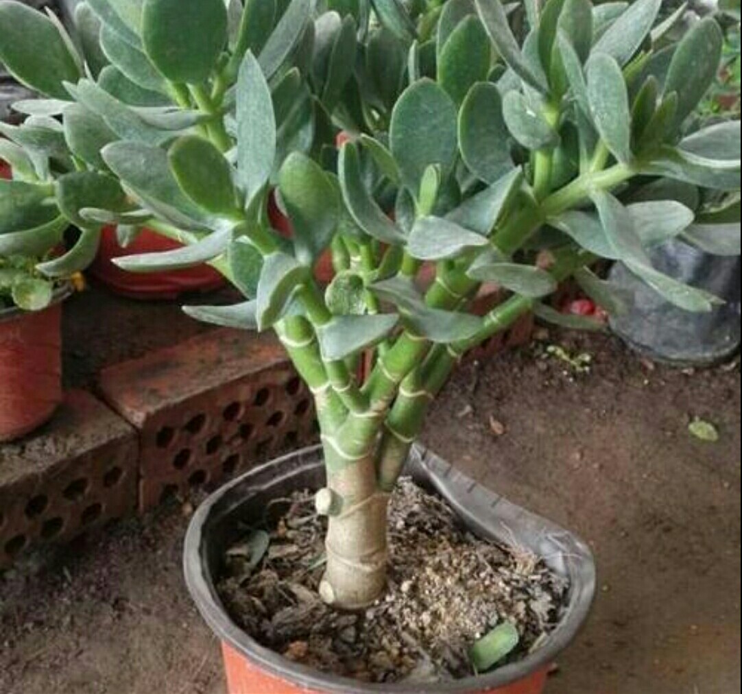 养花盆土出现结板，将直接影响花卉生长，该如何解决？休闲区蓝鸢梦想 - Www.slyday.coM