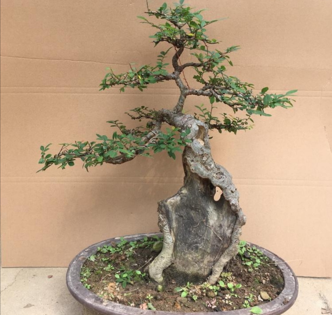 野外的榆树疙瘩简单的加工处理就成古朴美观盆景