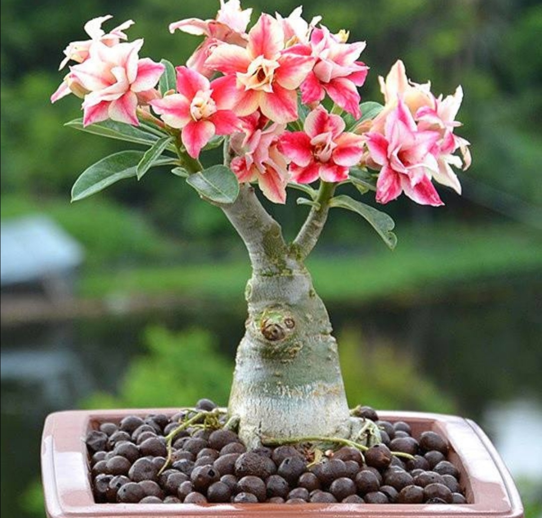 盆栽沙漠玫瑰平时做好这几个细节开花美艳花期更长
