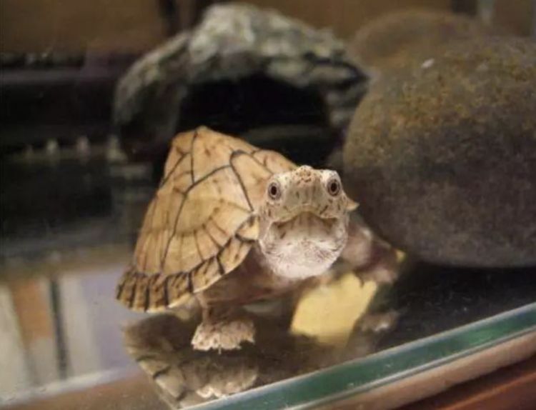 国内最常见的10种蛋龟，以及它们的饲养方法|龟|剃刀|果核_新浪新闻